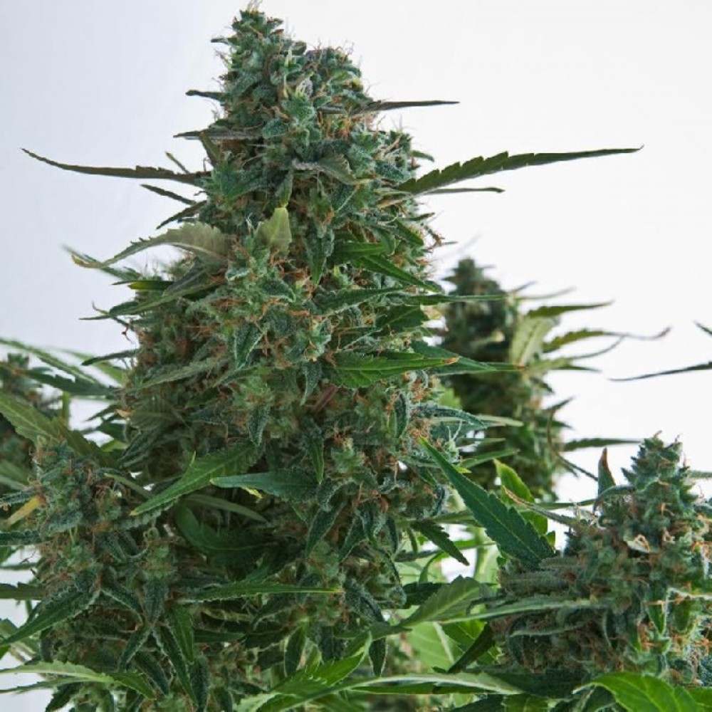 семена гиганты марихуаны